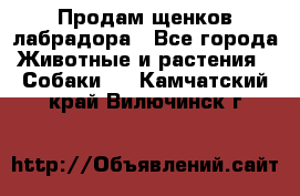 Продам щенков лабрадора - Все города Животные и растения » Собаки   . Камчатский край,Вилючинск г.